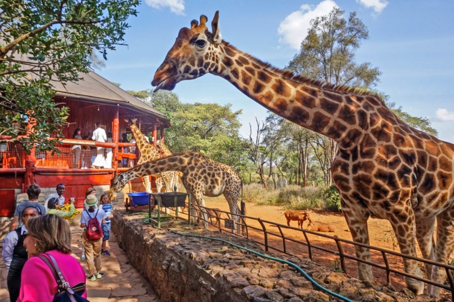 Giraffe center